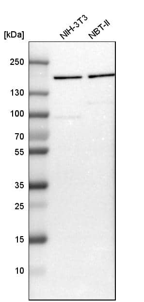 ROCK2 Antibody - BSA Free Western Blot: ROCK2 Antibody - BSA Free [NBP1-86124]