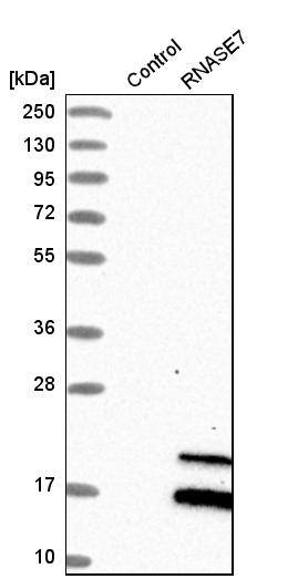 RNASE7 Antibody - BSA Free Western Blot: RNASE7 Antibody - BSA Free [NBP1-86134]