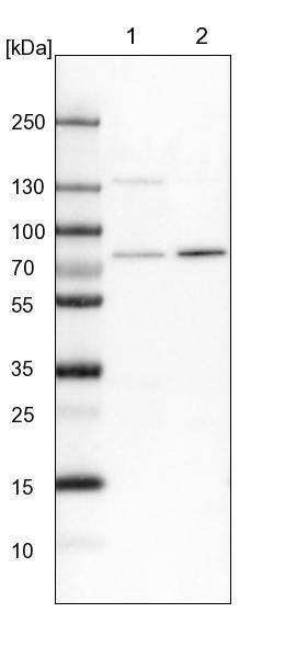 POMT2 Antibody - BSA Free Western Blot: POMT2 Antibody - BSA Free [NBP1-86152]