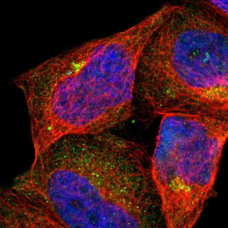 ASB7 Antibody - BSA Free Immunocytochemistry/ Immunofluorescence: ASB7 Antibody [NBP1-86157]