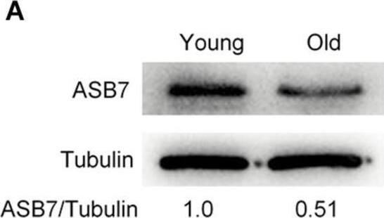 ASB7 Antibody - BSA Free