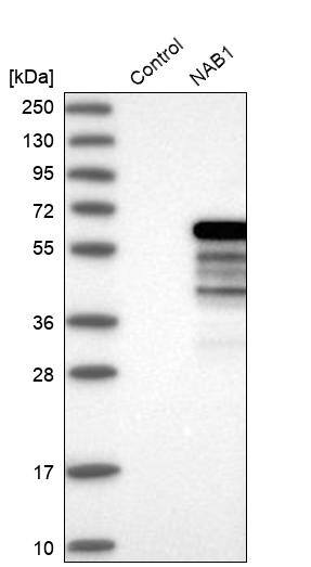 NAB1 Antibody - BSA Free Western Blot: NAB1 Antibody - BSA Free [NBP1-86163]