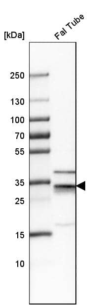 PLSCR4 Antibody - BSA Free Western Blot: PLSCR4 Antibody - BSA Free [NBP1-86165]