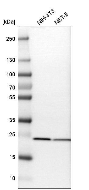 SOD2/Mn-SOD Antibody - BSA Free Western Blot: SOD2/Mn-SOD Antibody - BSA Free [NBP1-86169]