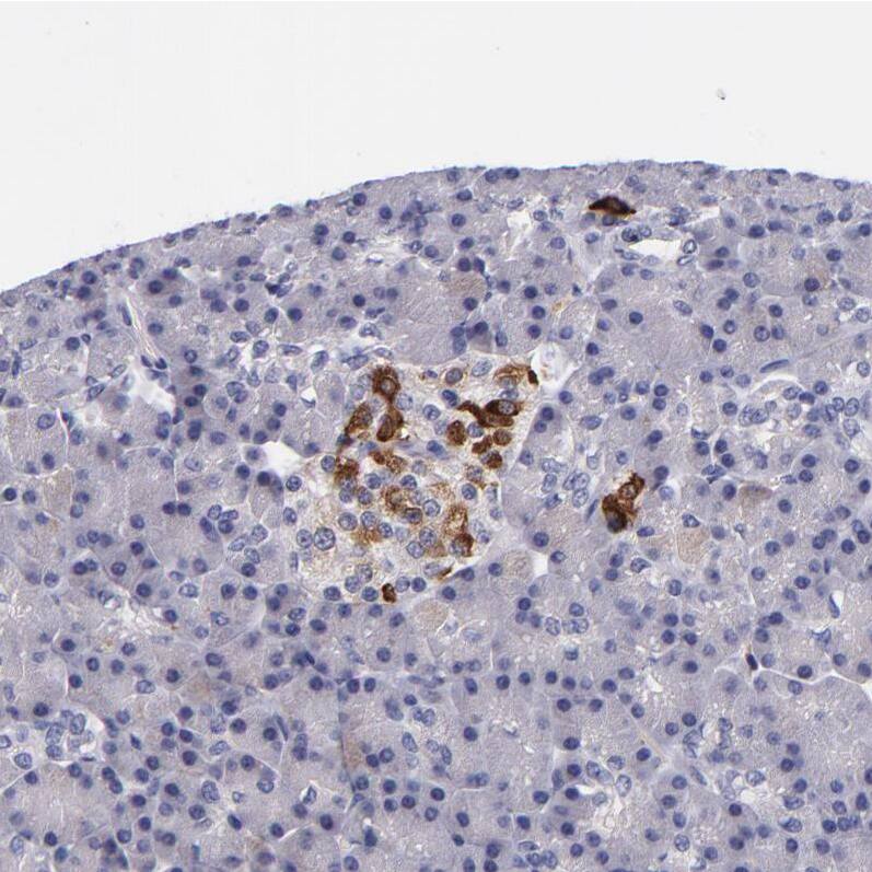 RBP4/Retinol-Binding Protein 4 Antibody - BSA Free Immunohistochemistry-Paraffin: RBP4/Retinol-Binding Protein 4 Antibody - BSA Free [NBP1-86173]
