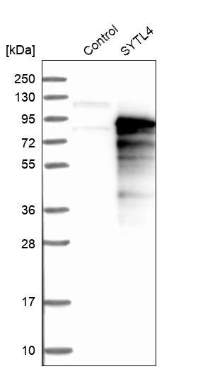 SYTL4 Antibody - BSA Free Western Blot: SYTL4 Antibody - BSA Free [NBP1-86176]