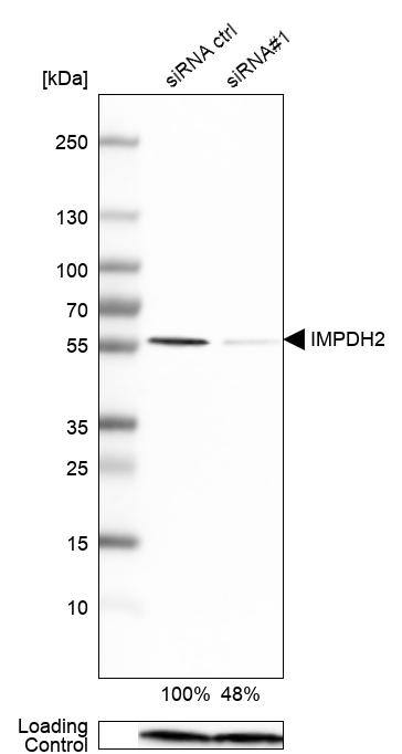 IMP Dehydrogenase 2/IMPDH2 Antibody - BSA Free Western Blot: IMP Dehydrogenase 2/IMPDH2 Antibody - BSA Free [NBP1-86177]