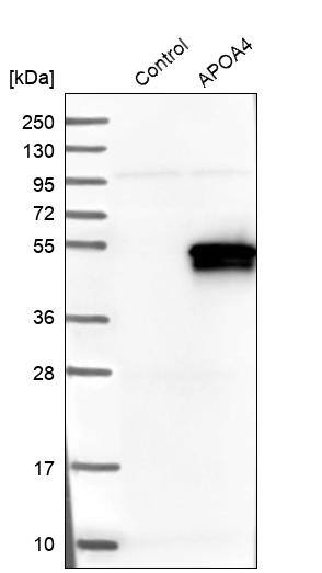 Apolipoprotein A-IV/ApoA4 Antibody - BSA Free Western Blot: Apolipoprotein A-IV/ApoA4 Antibody - BSA Free [NBP1-86179]