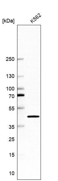 CrkL Antibody - BSA Free Western Blot: CrkL Antibody - BSA Free [NBP1-86181]