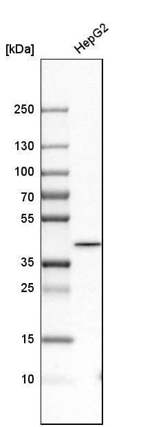 GMPR2 Antibody - BSA Free Western Blot: GMPR2 Antibody - BSA Free [NBP1-86183]