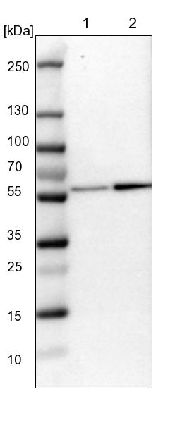 EIF5 Antibody - BSA Free Western Blot: EIF5 Antibody - BSA Free [NBP1-86184]