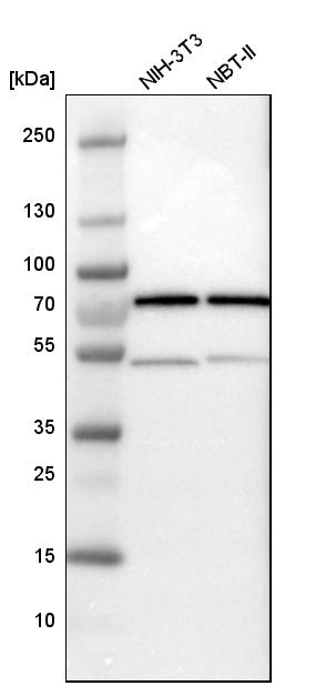 HSPA2 Antibody - BSA Free Western Blot: HSPA2 Antibody - BSA Free [NBP1-86185]