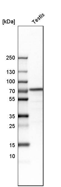 HSPA2 Antibody - BSA Free Western Blot: HSPA2 Antibody - BSA Free [NBP1-86185]