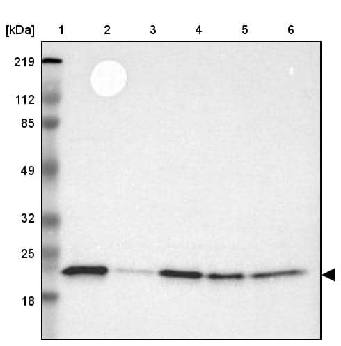 BID Antibody - BSA Free Western Blot: BID Antibody - BSA Free [NBP1-86187]