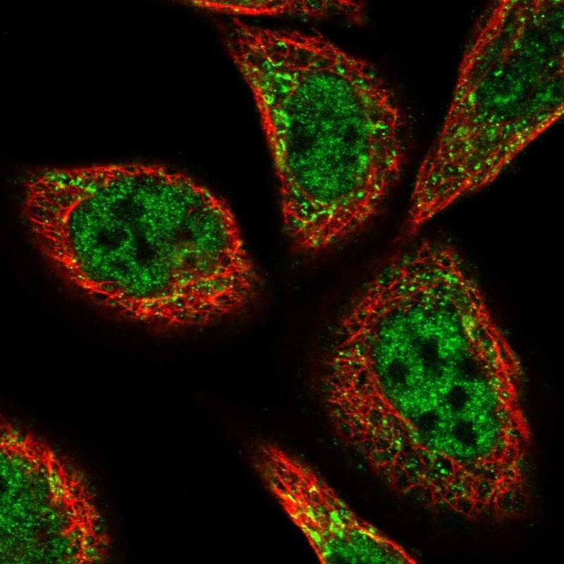 PEX3 Antibody - BSA Free Immunocytochemistry/ Immunofluorescence: PEX3 Antibody - BSA Free [NBP1-86210]