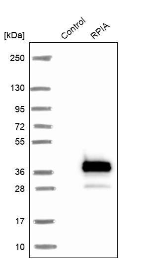 RPIA Antibody - BSA Free Western Blot: RPIA Antibody - BSA Free [NBP1-86214]