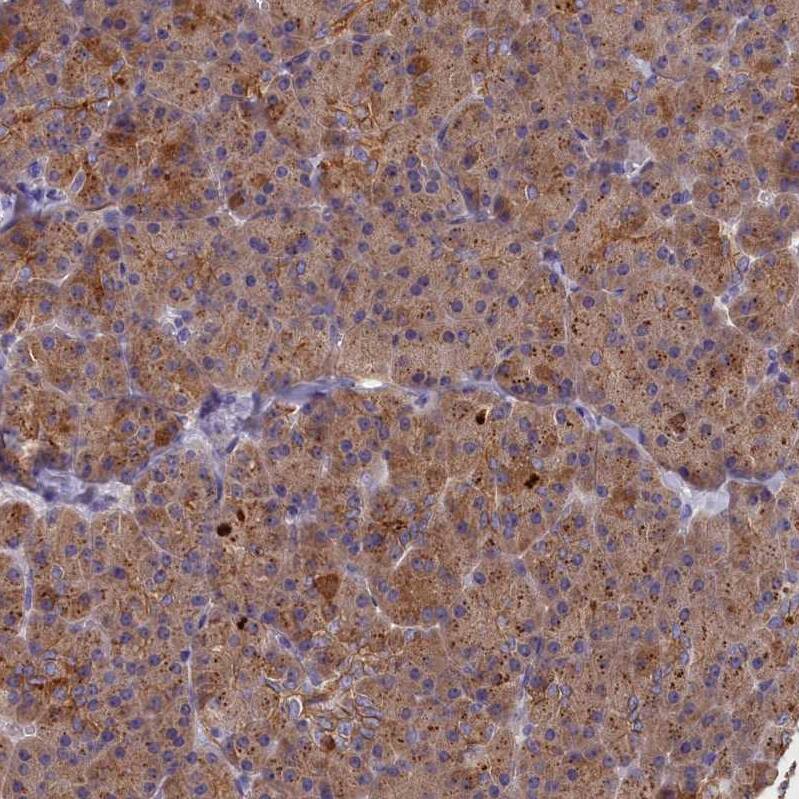 COL19A1 Antibody - BSA Free Immunohistochemistry-Paraffin: COL19A1 Antibody - BSA Free [NBP1-86215]