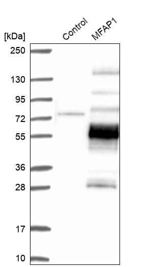 MFAP1 Antibody - BSA Free Western Blot: MFAP1 Antibody - BSA Free [NBP1-86217]