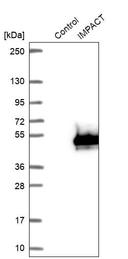 IMPACT Antibody - BSA Free Western Blot: IMPACT Antibody - BSA Free [NBP1-86221]