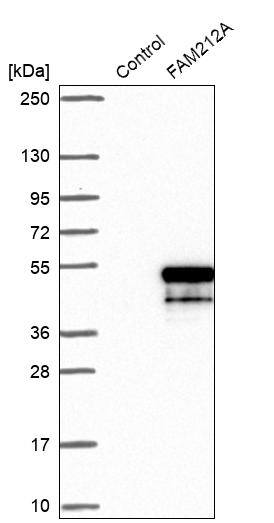 FAM212A Antibody - BSA Free Western Blot: FAM212A Antibody - BSA Free [NBP1-86222]