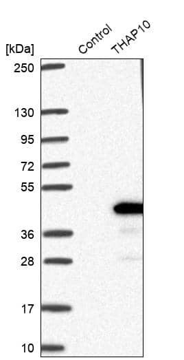 THAP10 Antibody - BSA Free Western Blot: THAP10 Antibody - BSA Free [NBP1-86226]