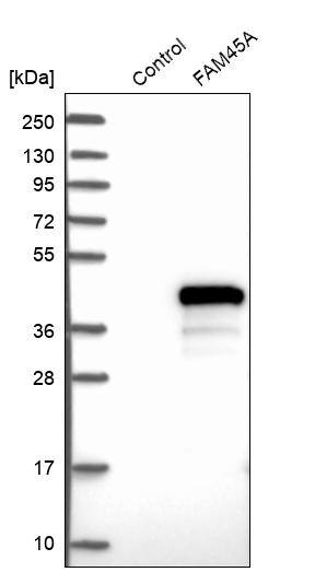 FAM45A Antibody - BSA Free Western Blot: FAM45A Antibody - BSA Free [NBP1-86232]