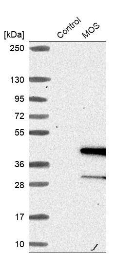 MOS Antibody - BSA Free Western Blot: MOS Antibody - BSA Free [NBP1-86241]