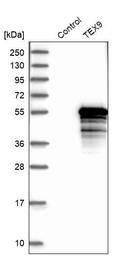 TEX9 Antibody - BSA Free Western Blot: TEX9 Antibody - BSA Free [NBP1-86249]