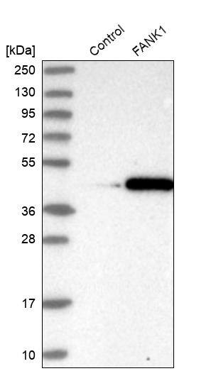 FANK1 Antibody - BSA Free Western Blot: FANK1 Antibody - BSA Free [NBP1-86258]