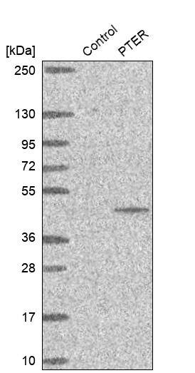 PTER Antibody - BSA Free Western Blot: PTER Antibody - BSA Free [NBP1-86264]