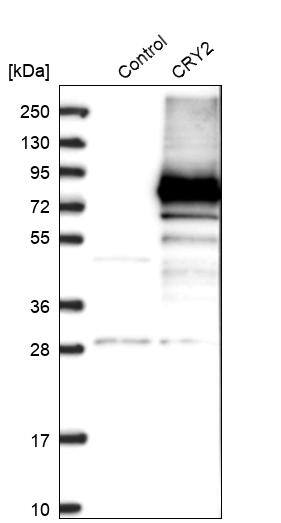 CRY2 Antibody - BSA Free Western Blot: CRY2 Antibody - BSA Free [NBP1-86273]