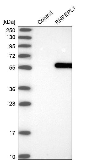 RNPEPL1 Antibody - BSA Free Western Blot: RNPEPL1 Antibody - BSA Free [NBP1-86282]