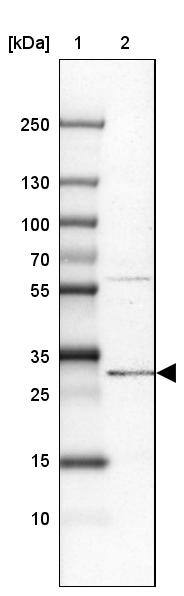 PIGC Antibody - BSA Free Western Blot: PIGC Antibody - BSA Free [NBP1-86283]