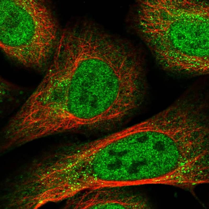 RFX3 Antibody - BSA Free Immunocytochemistry/ Immunofluorescence: RFX3 Antibody [NBP1-86301]