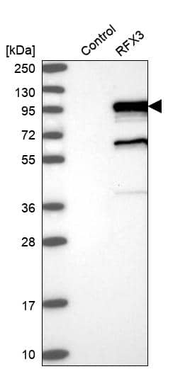 RFX3 Antibody - BSA Free Western Blot: RFX3 Antibody - BSA Free [NBP1-86301]