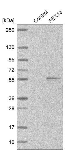 PEX13 Antibody - BSA Free Western Blot: PEX13 Antibody - BSA Free [NBP1-86321]