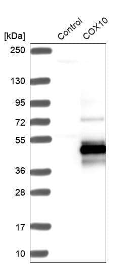 COX10 Antibody - BSA Free Western Blot: COX10 Antibody - BSA Free [NBP1-86323]