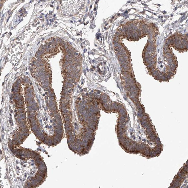 SDHAF4 Antibody - BSA Free Immunohistochemistry-Paraffin: SDHAF4 Antibody [NBP1-86324]