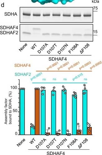 SDHAF4 Antibody - BSA Free