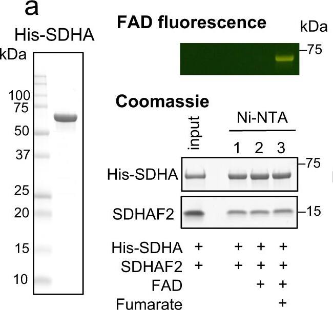 SDHAF4 Antibody - BSA Free
