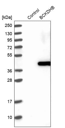 BCKDHB Antibody - BSA Free Western Blot: BCKDHB Antibody - BSA Free [NBP1-86326]