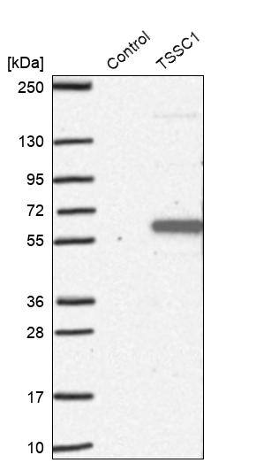 TSSC1 Antibody - BSA Free Western Blot: TSSC1 Antibody - BSA Free [NBP1-86333]