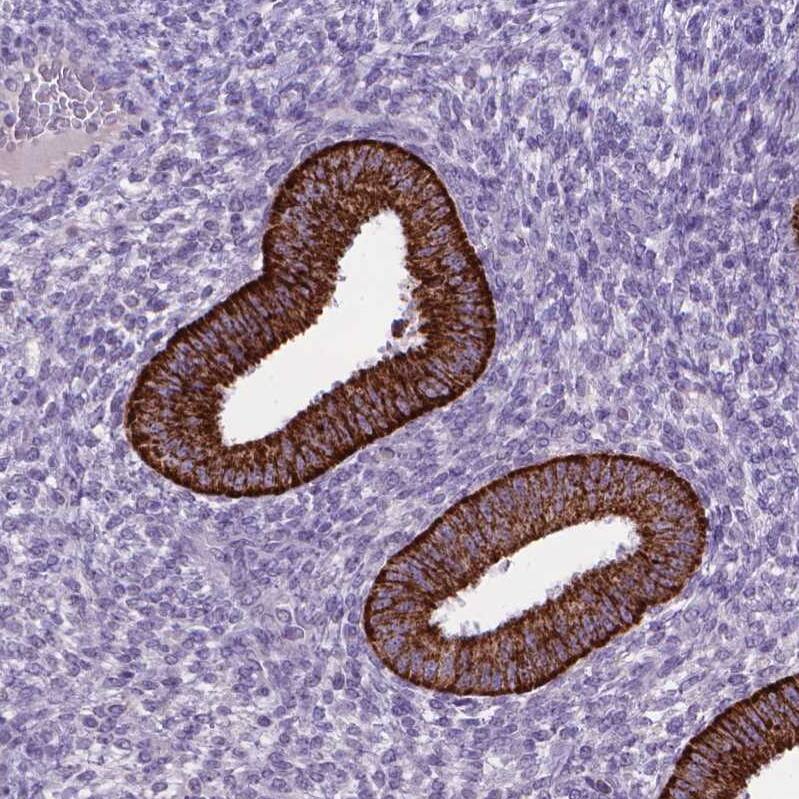 Kynurenine 3-Monooxygenase/KMO Antibody - BSA Free Immunohistochemistry-Paraffin: Kynurenine 3-Monooxygenase/KMO Antibody - BSA Free [NBP1-86335]