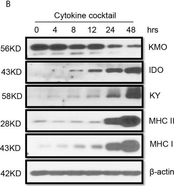 Kynurenine 3-Monooxygenase/KMO Antibody