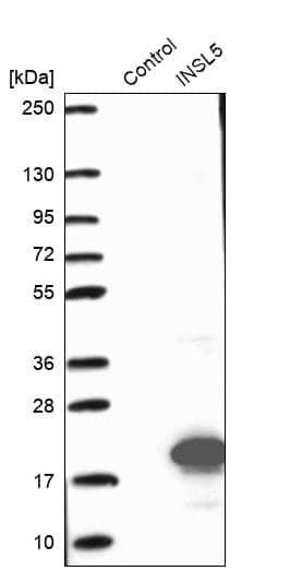 INSL5 Antibody - BSA Free Western Blot: INSL5 Antibody - BSA Free [NBP1-86343]