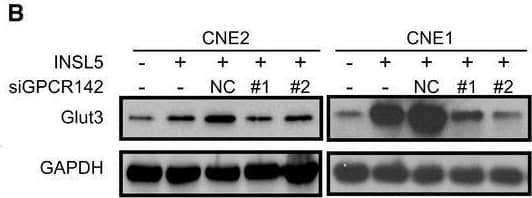 INSL5 Antibody - BSA Free
