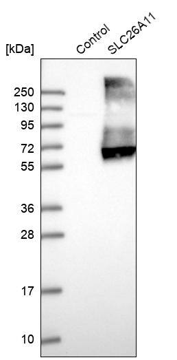 SLC26A11 Antibody - BSA Free Western Blot: SLC26A11 Antibody - BSA Free [NBP1-86346]