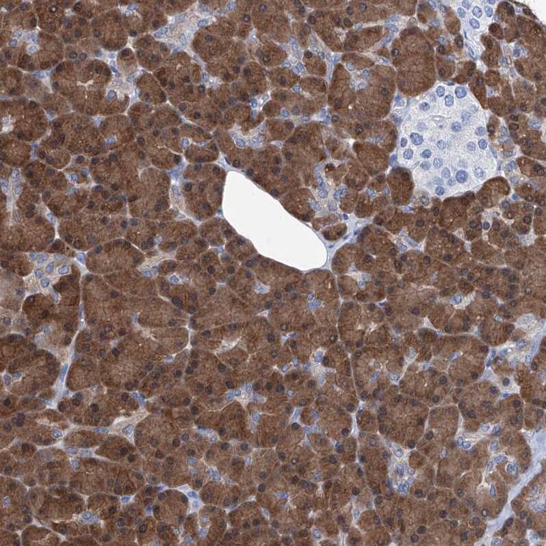 IMPA2 Antibody - BSA Free Immunohistochemistry-Paraffin: IMPA2 Antibody - BSA Free [NBP1-86352]