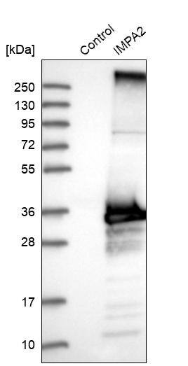 IMPA2 Antibody - BSA Free Western Blot: IMPA2 Antibody - BSA Free [NBP1-86352]