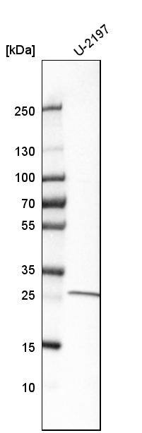 RAB23 Antibody - BSA Free Western Blot: RAB23 Antibody - BSA Free [NBP1-86367]
